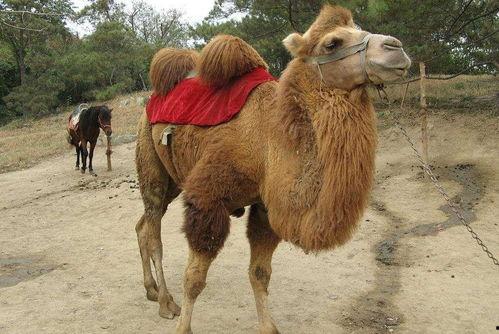 瘦死的骆驼爆料视频,揭秘娱乐圈惊人内幕 第1张 瘦死的骆驼爆料视频,揭秘娱乐圈惊人内幕 第1张